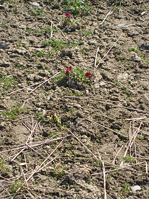 pansy unmulched